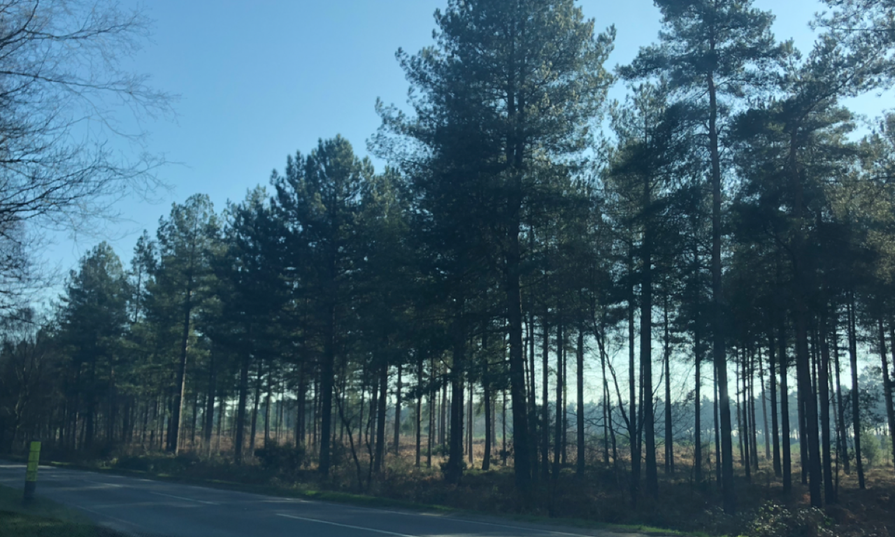 Verwood council challenges Purple Haze